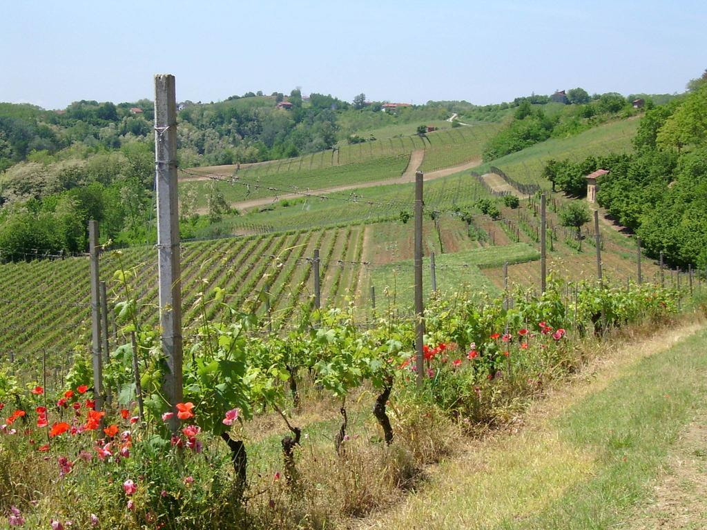 Willa Cascina Rollone Rocchetta Tanaro Zewnętrze zdjęcie